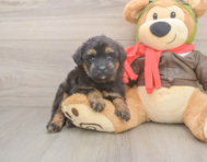 5 week old Mini Pomskydoodle Puppy For Sale - Florida Fur Babies