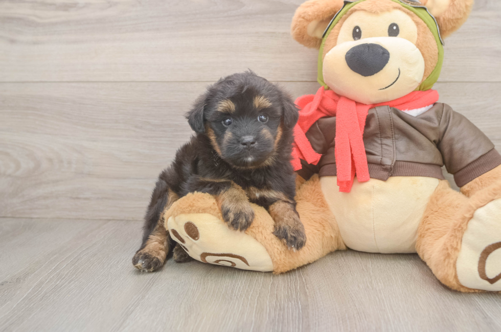 5 week old Mini Pomskydoodle Puppy For Sale - Florida Fur Babies