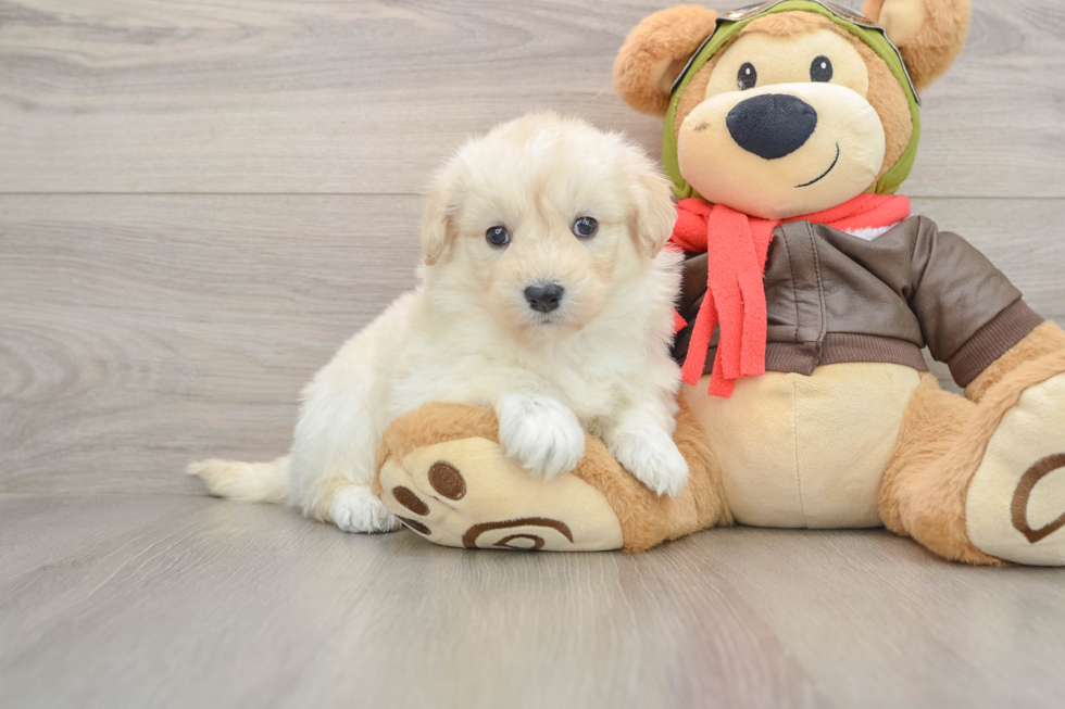 Best Mini Pomskydoodle Baby