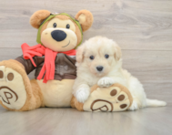 5 week old Mini Pomskydoodle Puppy For Sale - Florida Fur Babies