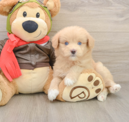 5 week old Mini Pomskydoodle Puppy For Sale - Florida Fur Babies