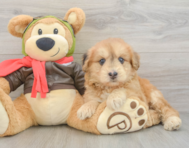 5 week old Mini Pomskydoodle Puppy For Sale - Florida Fur Babies