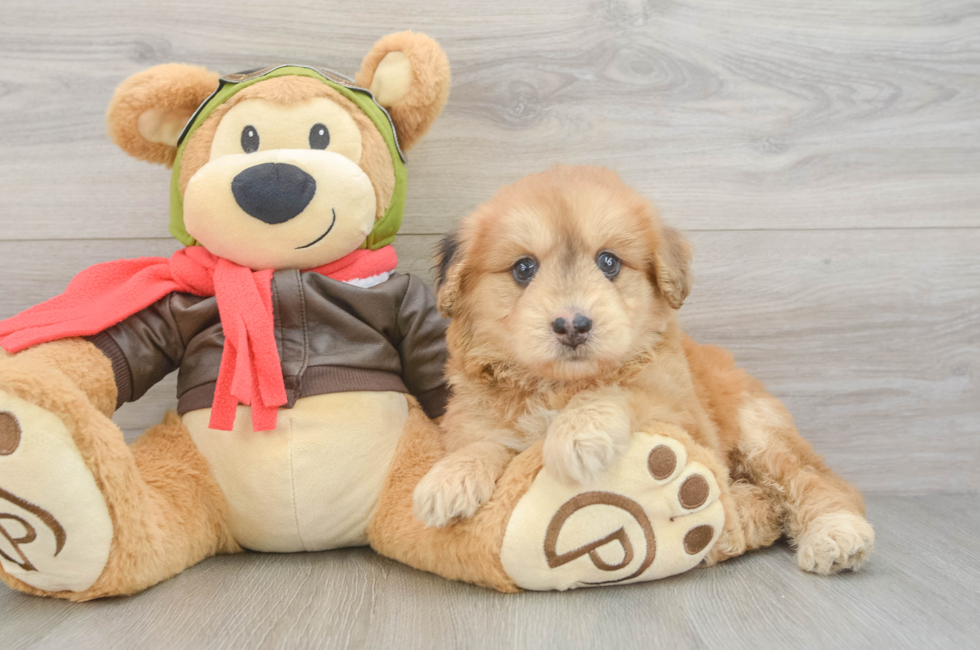 5 week old Mini Pomskydoodle Puppy For Sale - Florida Fur Babies