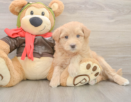 5 week old Mini Pomskydoodle Puppy For Sale - Florida Fur Babies