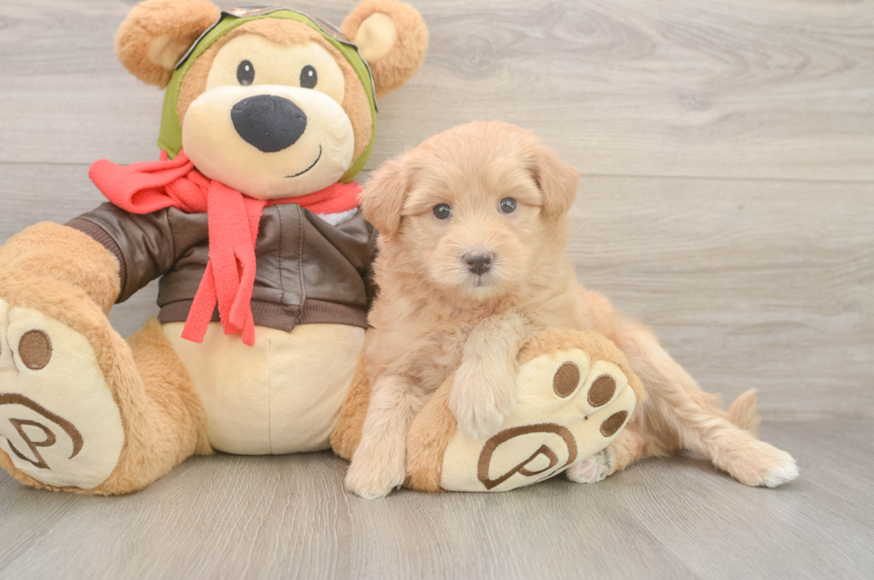 5 week old Mini Pomskydoodle Puppy For Sale - Florida Fur Babies