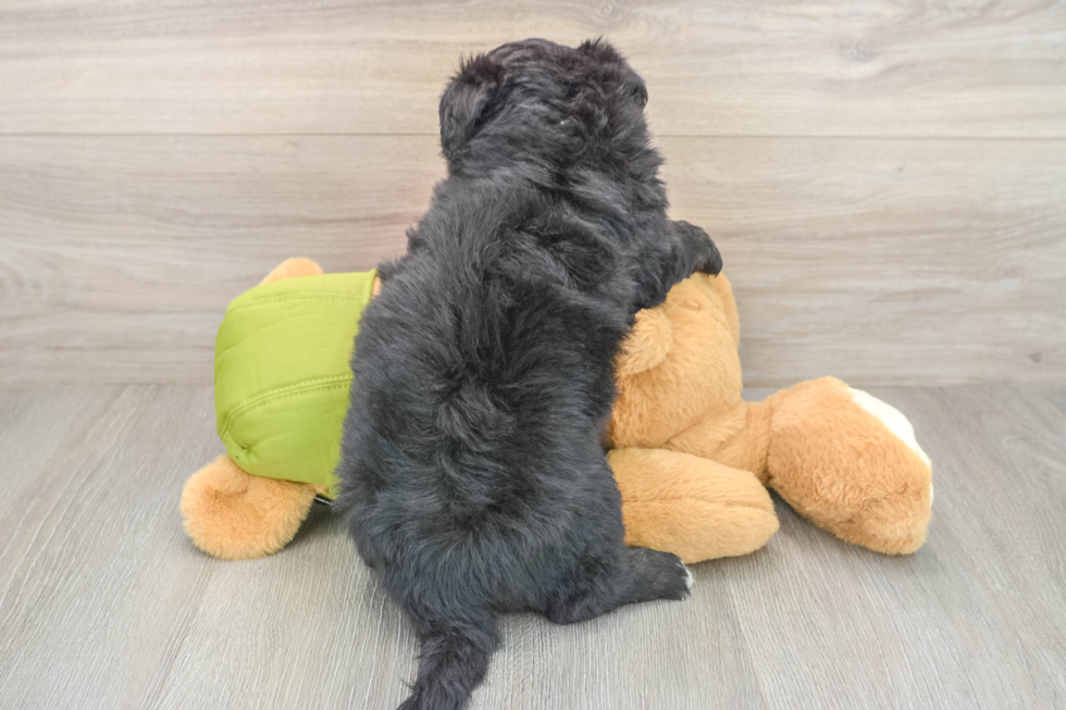 Best Mini Pomskydoodle Baby