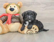 5 week old Mini Pomskydoodle Puppy For Sale - Florida Fur Babies