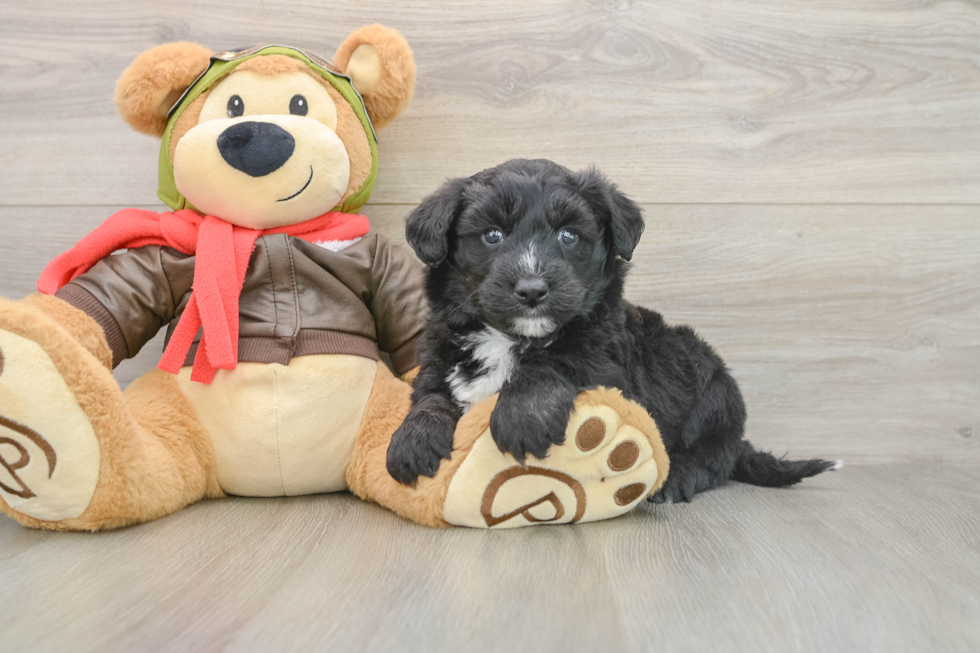 Mini Pomskydoodle Puppy for Adoption