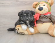 5 week old Mini Pomskydoodle Puppy For Sale - Florida Fur Babies