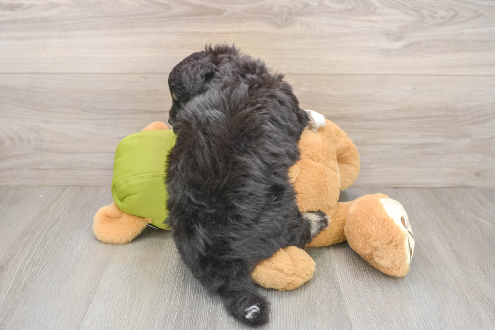 Friendly Mini Pomskydoodle Baby