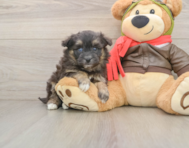 5 week old Mini Pomskydoodle Puppy For Sale - Florida Fur Babies