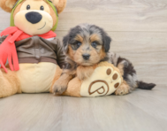 6 week old Mini Pomskydoodle Puppy For Sale - Florida Fur Babies