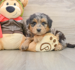 5 week old Mini Pomskydoodle Puppy For Sale - Florida Fur Babies