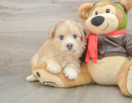 7 week old Mini Pomskydoodle Puppy For Sale - Florida Fur Babies