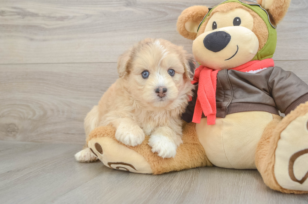 5 week old Mini Pomskydoodle Puppy For Sale - Florida Fur Babies