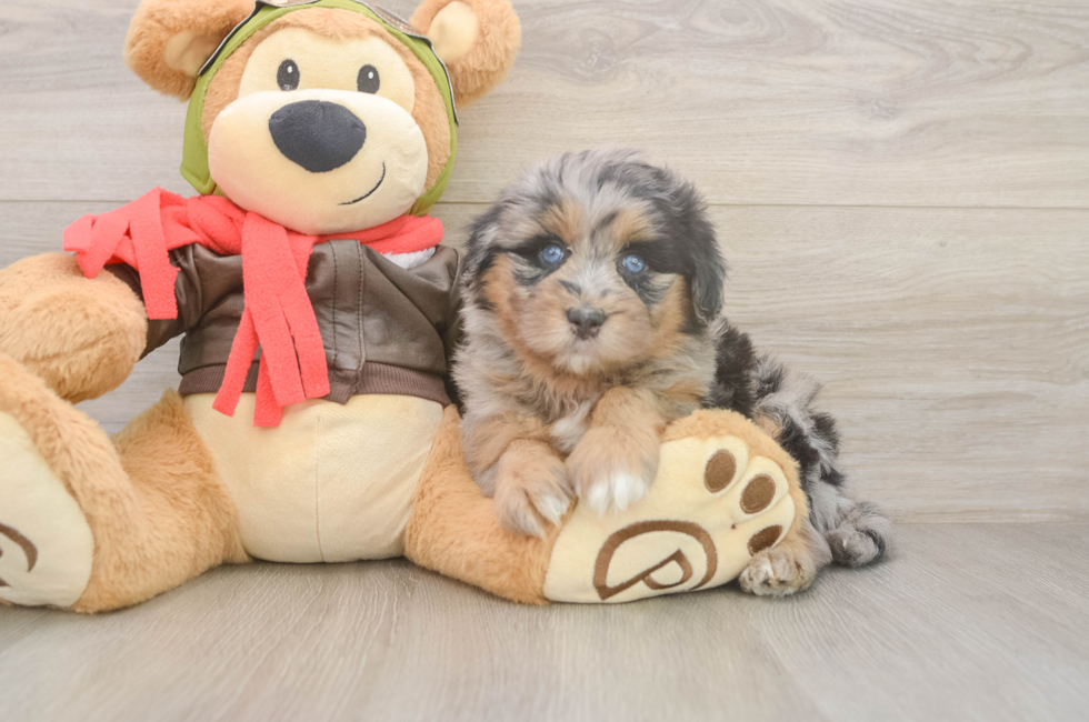 5 week old Mini Pomskydoodle Puppy For Sale - Florida Fur Babies
