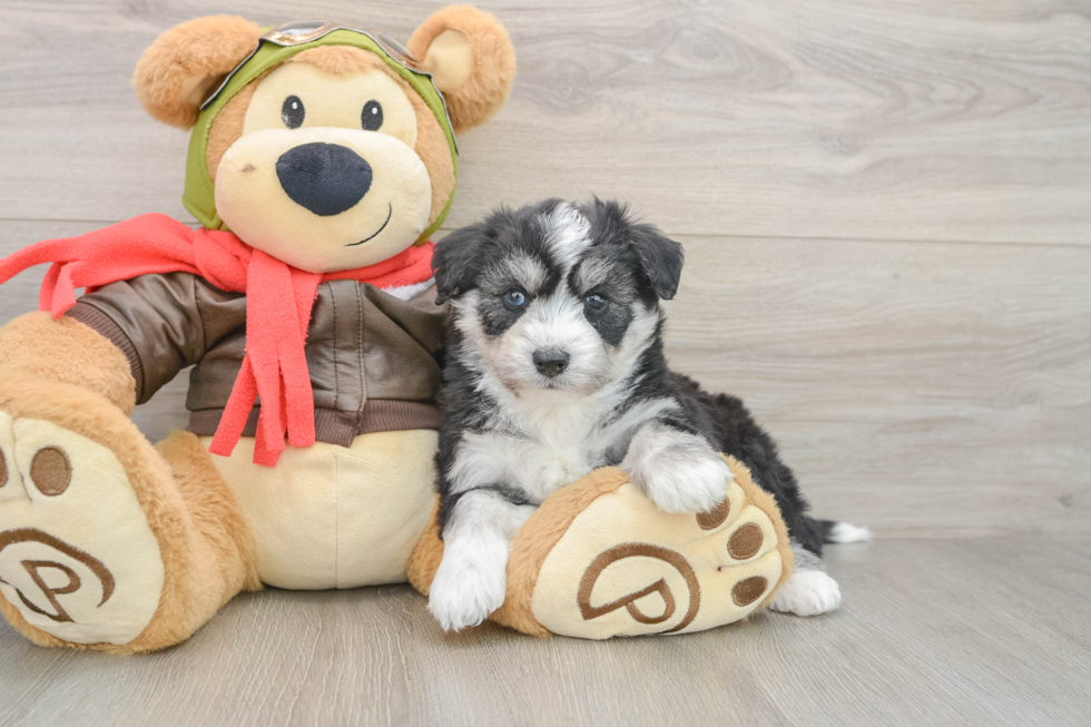 Best Mini Pomskydoodle Baby