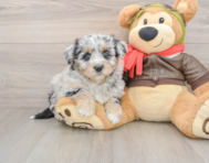 5 week old Mini Pomskydoodle Puppy For Sale - Florida Fur Babies