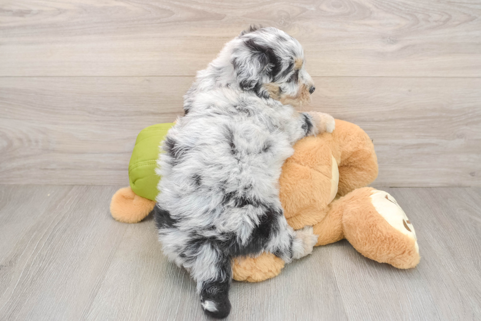 Mini Pomskydoodle Pup Being Cute