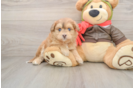 Cute Mini Pomskydoodle Baby