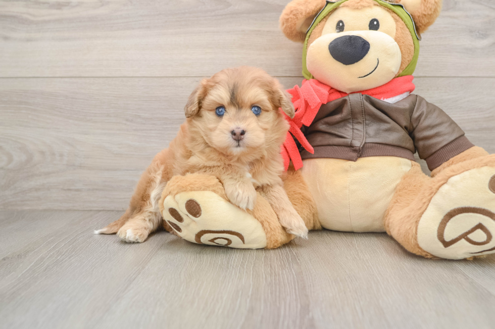 Cute Mini Pomskydoodle Baby