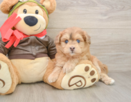 5 week old Mini Pomskydoodle Puppy For Sale - Florida Fur Babies