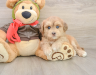 6 week old Mini Pomskydoodle Puppy For Sale - Florida Fur Babies