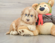7 week old Mini Pomskydoodle Puppy For Sale - Florida Fur Babies