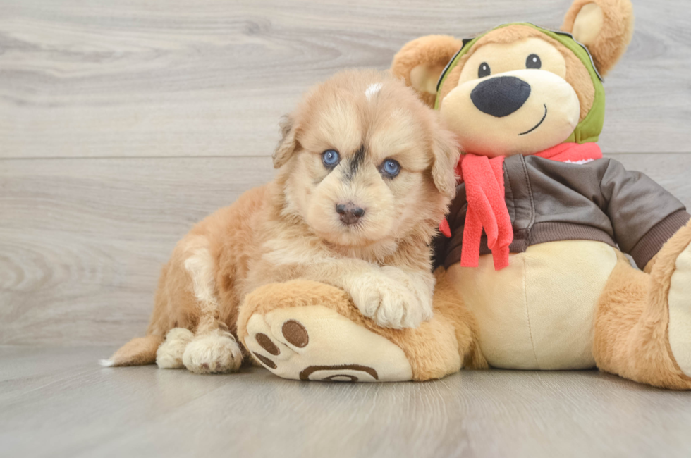 5 week old Mini Pomskydoodle Puppy For Sale - Florida Fur Babies
