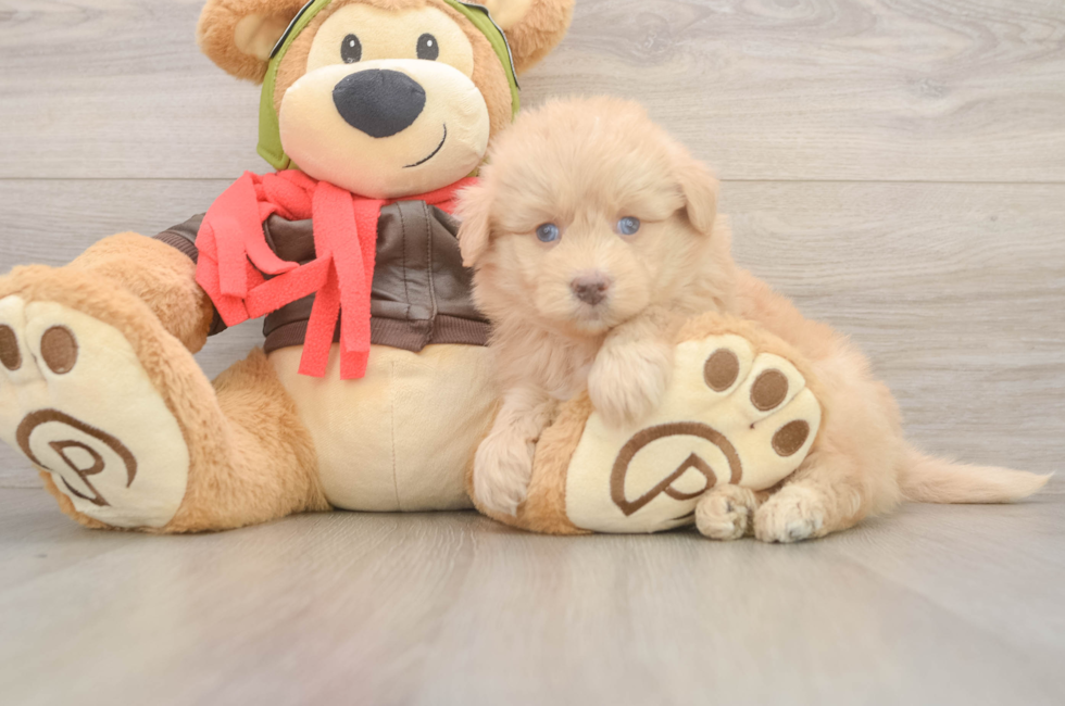 5 week old Mini Pomskydoodle Puppy For Sale - Florida Fur Babies