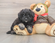 5 week old Mini Pomskydoodle Puppy For Sale - Florida Fur Babies