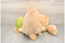 Mini Pomskydoodle Puppy for Adoption
