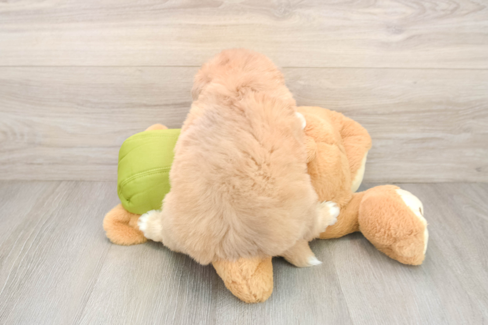 Mini Pomskydoodle Puppy for Adoption
