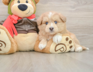 5 week old Mini Pomskydoodle Puppy For Sale - Florida Fur Babies