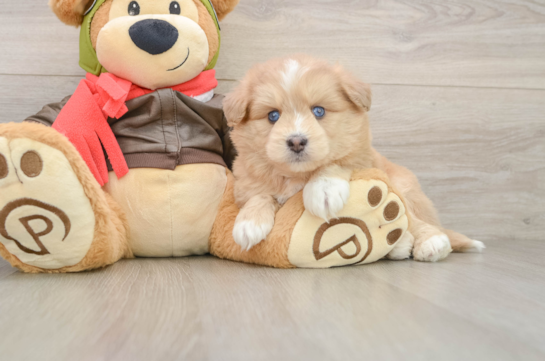 Mini Pomskydoodle Pup Being Cute