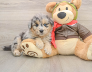6 week old Mini Pomskydoodle Puppy For Sale - Florida Fur Babies