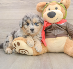 5 week old Mini Pomskydoodle Puppy For Sale - Florida Fur Babies