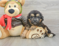 5 week old Mini Pomskydoodle Puppy For Sale - Florida Fur Babies