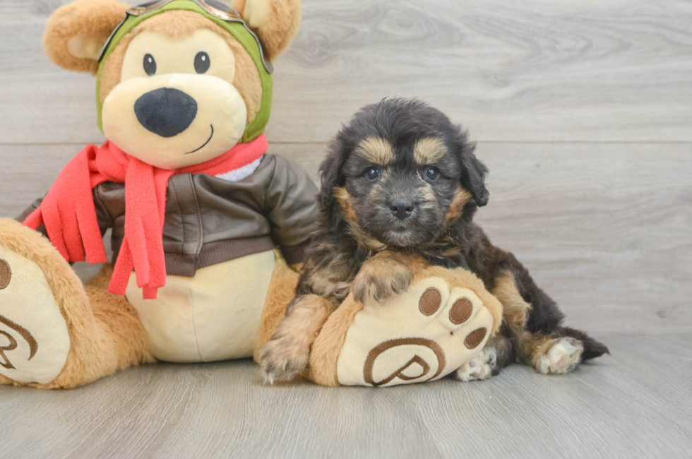 5 week old Mini Pomskydoodle Puppy For Sale - Florida Fur Babies