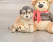 5 week old Mini Pomskydoodle Puppy For Sale - Florida Fur Babies