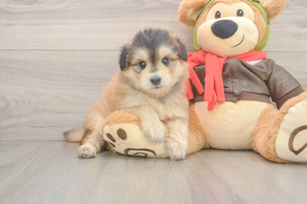 5 week old Mini Pomskydoodle Puppy For Sale - Florida Fur Babies