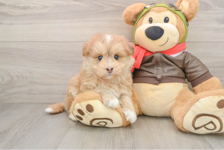 Best Mini Pomskydoodle Baby