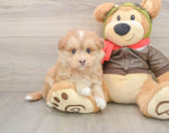 5 week old Mini Pomskydoodle Puppy For Sale - Florida Fur Babies