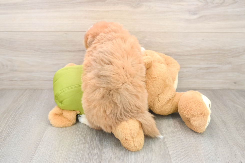 Hypoallergenic Mini Pomskydoodle Poodle Mix Puppy
