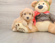 6 week old Mini Pomskydoodle Puppy For Sale - Florida Fur Babies