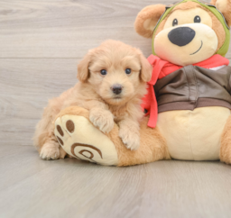 5 week old Mini Pomskydoodle Puppy For Sale - Florida Fur Babies