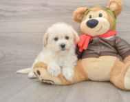 5 week old Mini Pomskydoodle Puppy For Sale - Florida Fur Babies