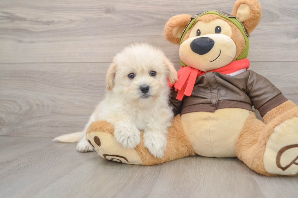 Mini Pomskydoodle Pup Being Cute