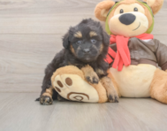 7 week old Mini Pomskydoodle Puppy For Sale - Florida Fur Babies