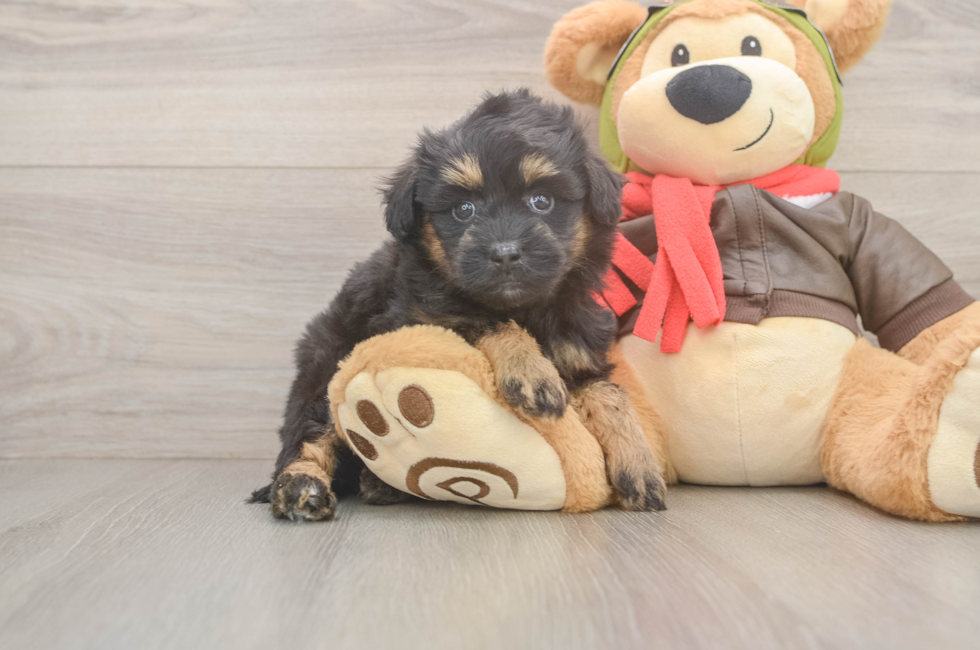 5 week old Mini Pomskydoodle Puppy For Sale - Florida Fur Babies